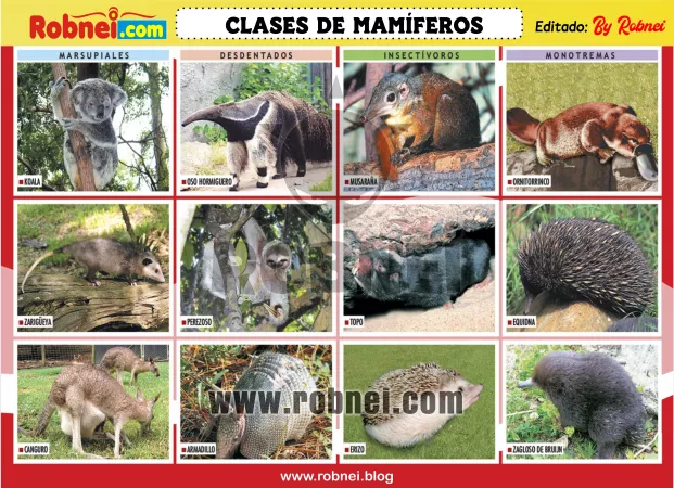 Clases De Mamiferos